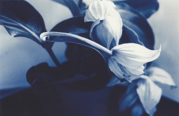 Medinilla, 2012