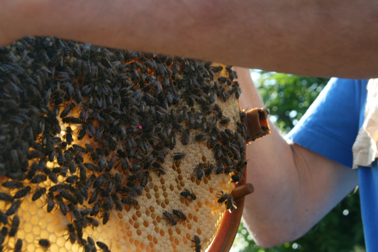 BIOPOLY – ARS NATURA Bienenforum