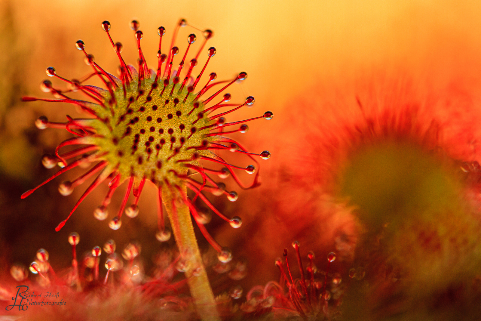 Fotoausstellung „Naturjuwel Haspelmoor“ des Naturfotografen Robert Hoiß